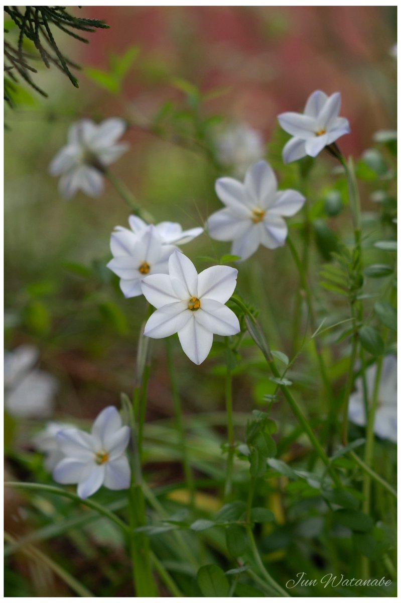 Camera:Panasonic Lumix DC-GX7MK3 Lens:LEICA Elmar 90/4 3rd #flower #flowerphotography #NaturePhotography #landscapephotography #photograghy #photooftheday #oldlens #lumix #leica #elmar #花 #オールドレンズ #写真好きな人と繋がりたい #キリトリセカイ #ファインダー越しの私の世界