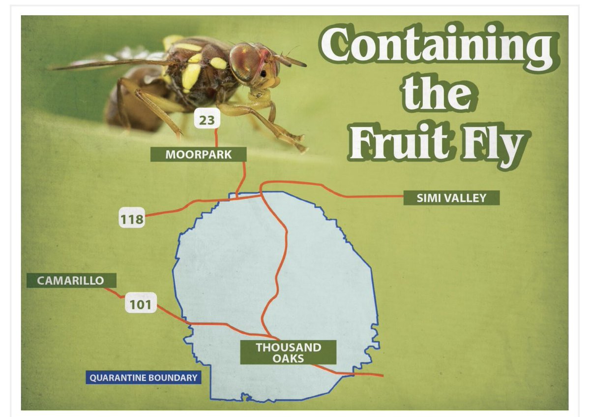 Don’t mean to be a pest…but there’s a destructive fruit fly out there and you hold the key to keeping it in check. That and more in this week’s Moorpark Acorn. mpacorn.com/articles/conta… #moorpark #acornnewspaper #supportlocaljournalism