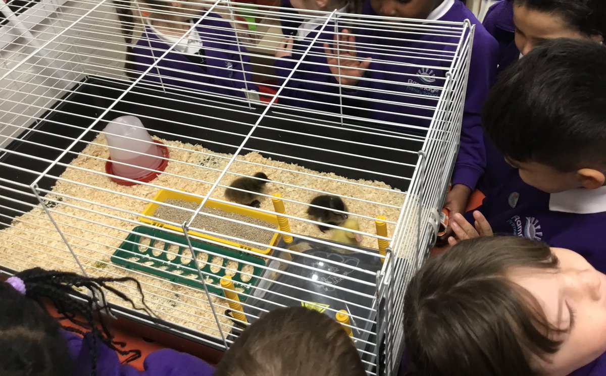 This week, children in Early Years and Key Stage 1 have had ducklings in school. The children have loved this experience and have asked lots of interesting questions about the ducklings and how to care for them.