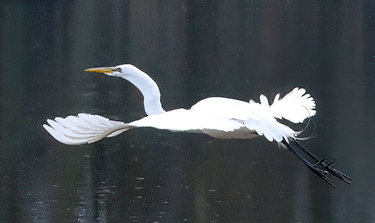 The astonishing grace of a Great Egret floating effortlessly over Central Park's Harlem Meer on a gray and drizzly morning. Few sights make me happier! 🥰🥰🥰#egret #centralpark #birdcpp