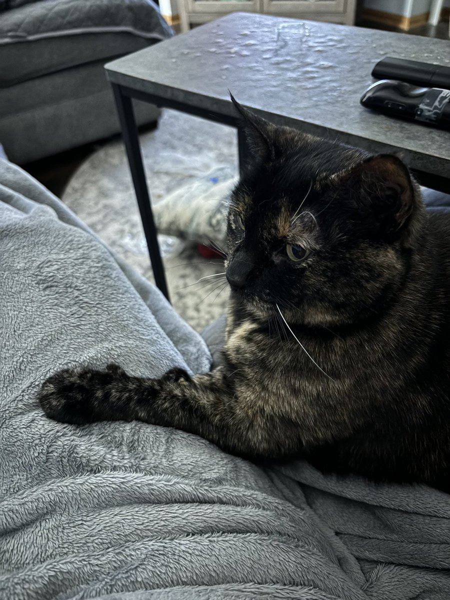 Little cat tweet media