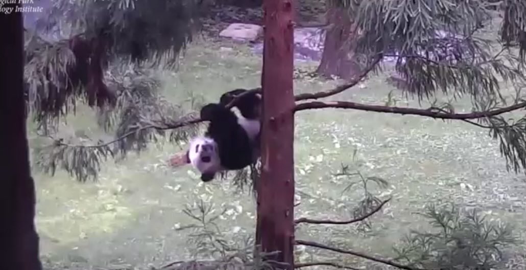 A Bei for the day. Playing in the tree.🌲🐼☘️✨ 今日のベイちゃん。木の上で遊ぶベイちゃん😊🌳💕👍 #panda ⁦@BeiBeiPanda3⁩ ⁦@NationalZoo⁩ #beibei #贝贝
