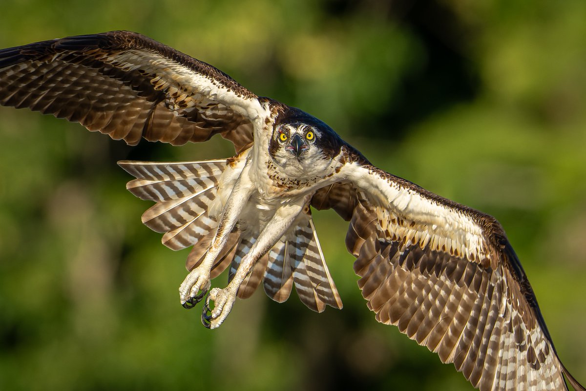 Osprey looking into the camera...
#photography #NaturePhotography #wildlifephotography #thelittlethings