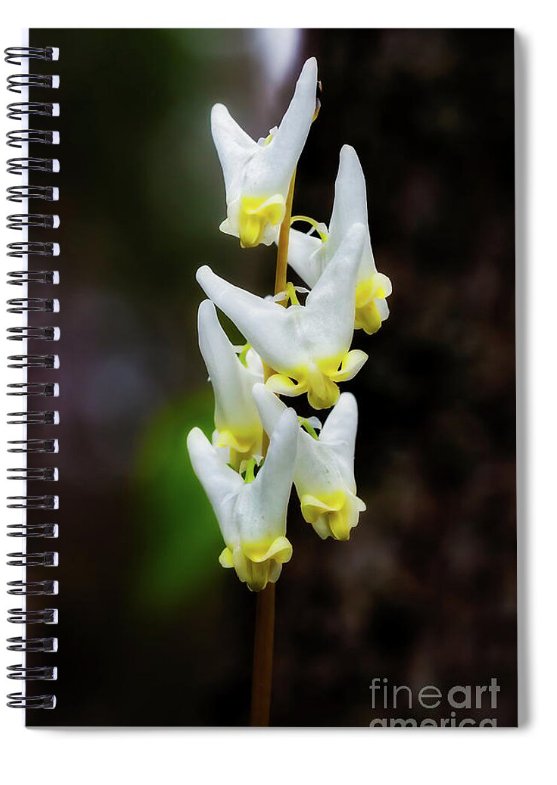 Enjoy spring wildflowers? Check out my new spiral notebook that I uploaded to pixels.com! pixels.com/featured/dutch… #spring #wildflowers #GardeningTwitter #notebooks #note #flowerphotography #BuyIntoArt #artvsartist2024