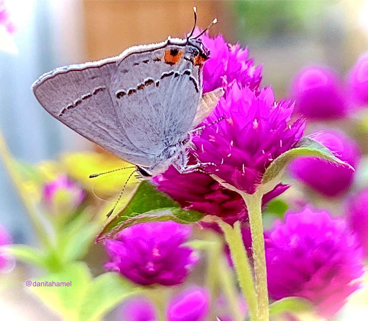 We made it to Saturday!!👏🏻😁 Good morning, all nature and photography lovers and enthusiasts!👋🏻 QP a photo of wings. Here’s mine: A lovely little Grey Hairstreak butterfly in my garden. 🩶🦋 #Wings