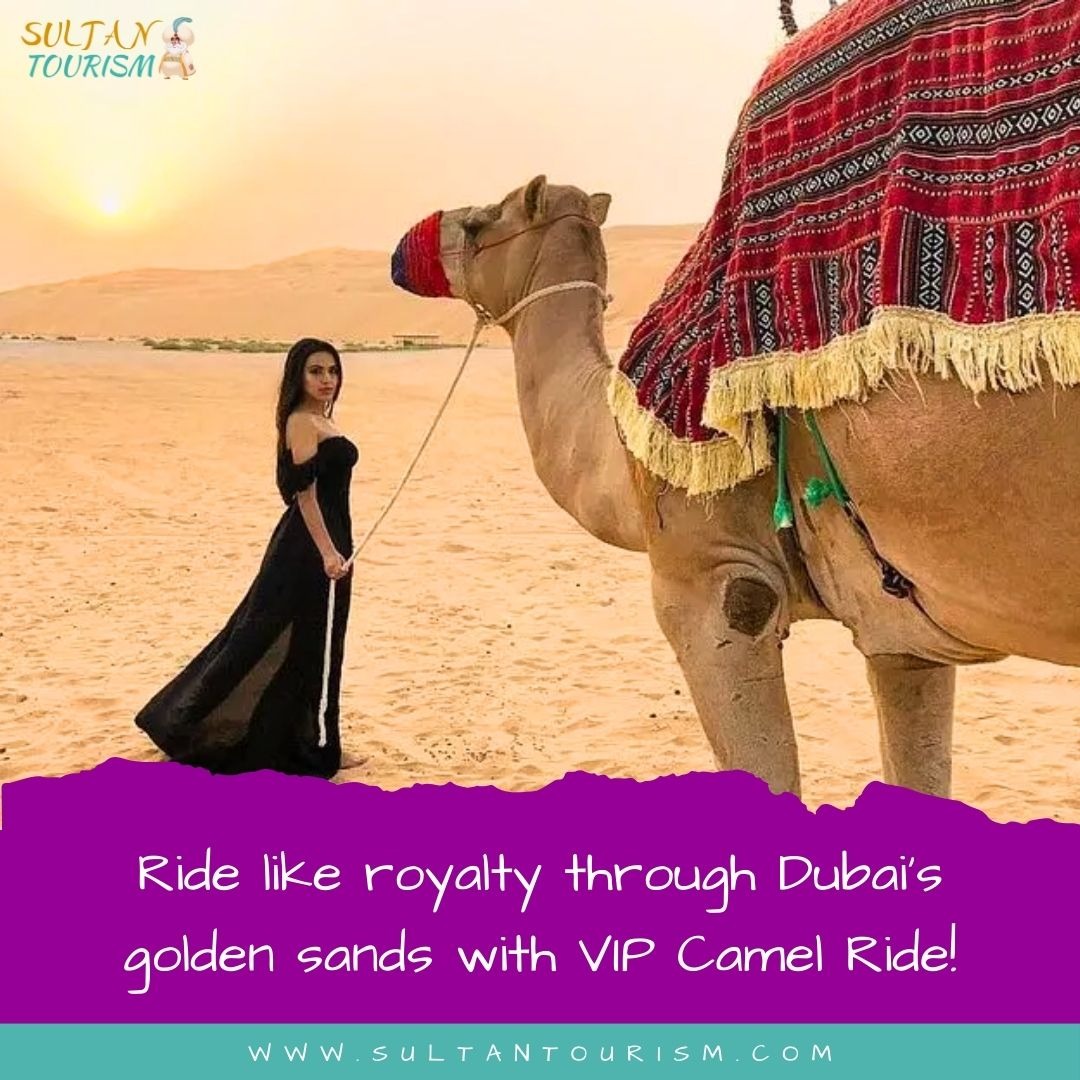 Experience the royal treatment as you ride through Dubai's golden sands with our VIP Camel Ride! 🐪 Book now for an unforgettable adventure at sultantourism.com!
.
.
#dirtbiking #desertdinner #desertsafari #abudhabi #dubai #uae #desert #outdoors #bbqdinner #camelride