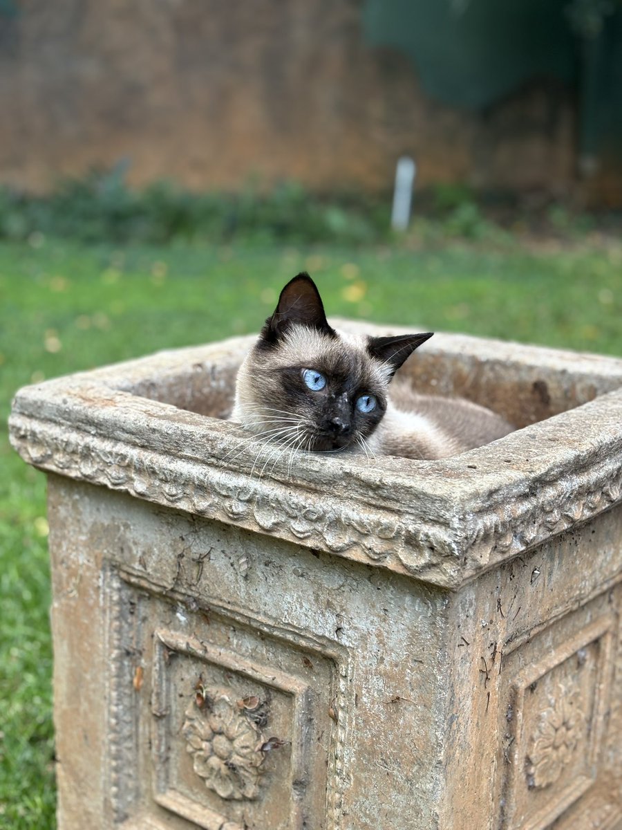 Giseladejager's tweet image. The potted cat
#Caturday