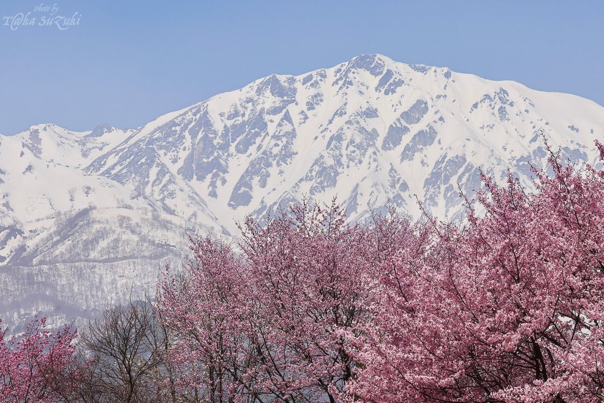 no07t_suzuki's tweet photo. 【今日のOneShot】
2 Colors

※2024.4.20撮

#長野県 #白馬村 #大出公園 #北アルプス #八方 #八方尾根 
#桜 #雪 #はなまっぷ #flower #CherryBlossom 
#loves_japan #photo_jpn #canon_photos #eos_photo 
#my_eos_photo https://t.co/DYqbChcUlr