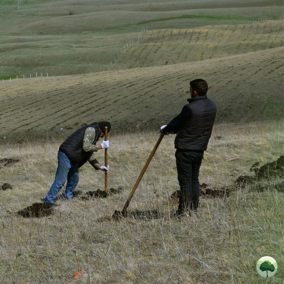 The spring #plantingseason concluded. Our primary focus was on the Jrashen I and Lernajur IV areas - for a total of 114,574 trees. In Jrashen I, we replanted in the areas where the survival rate was not satisfactory: our goal is to create a dense, thriving #forest #ecosystem!