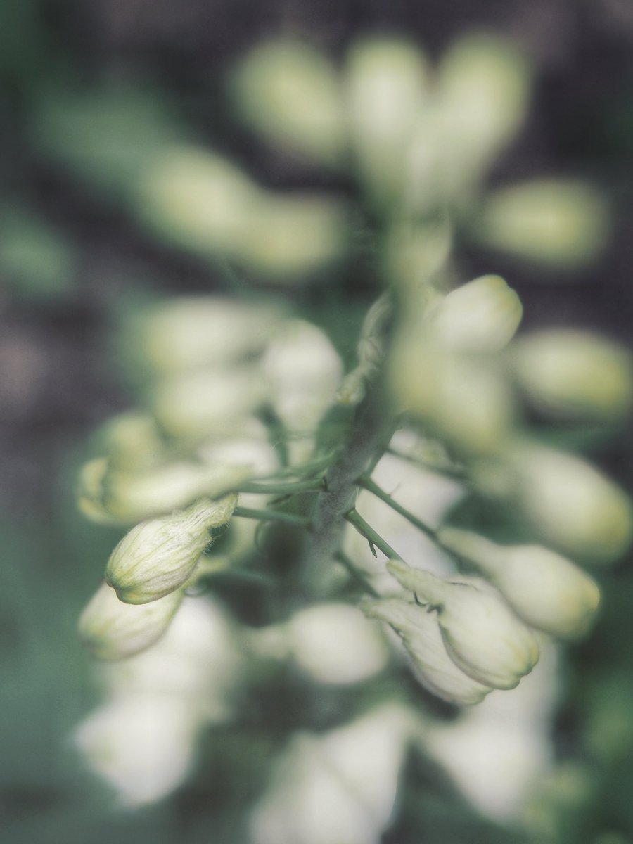 ［silent time］prelude

#sceneryphotography
#gardenphotography
#熊山英国庭園