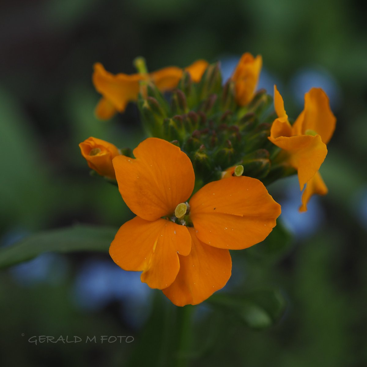 [ Erysimum cheiri ] as found on current #lawnpatrol for belated #FlowersOnFriday and early #sundayyellow #macrophotography #flowerphotography straight out of the cam - no filter, no editing (just cropped)