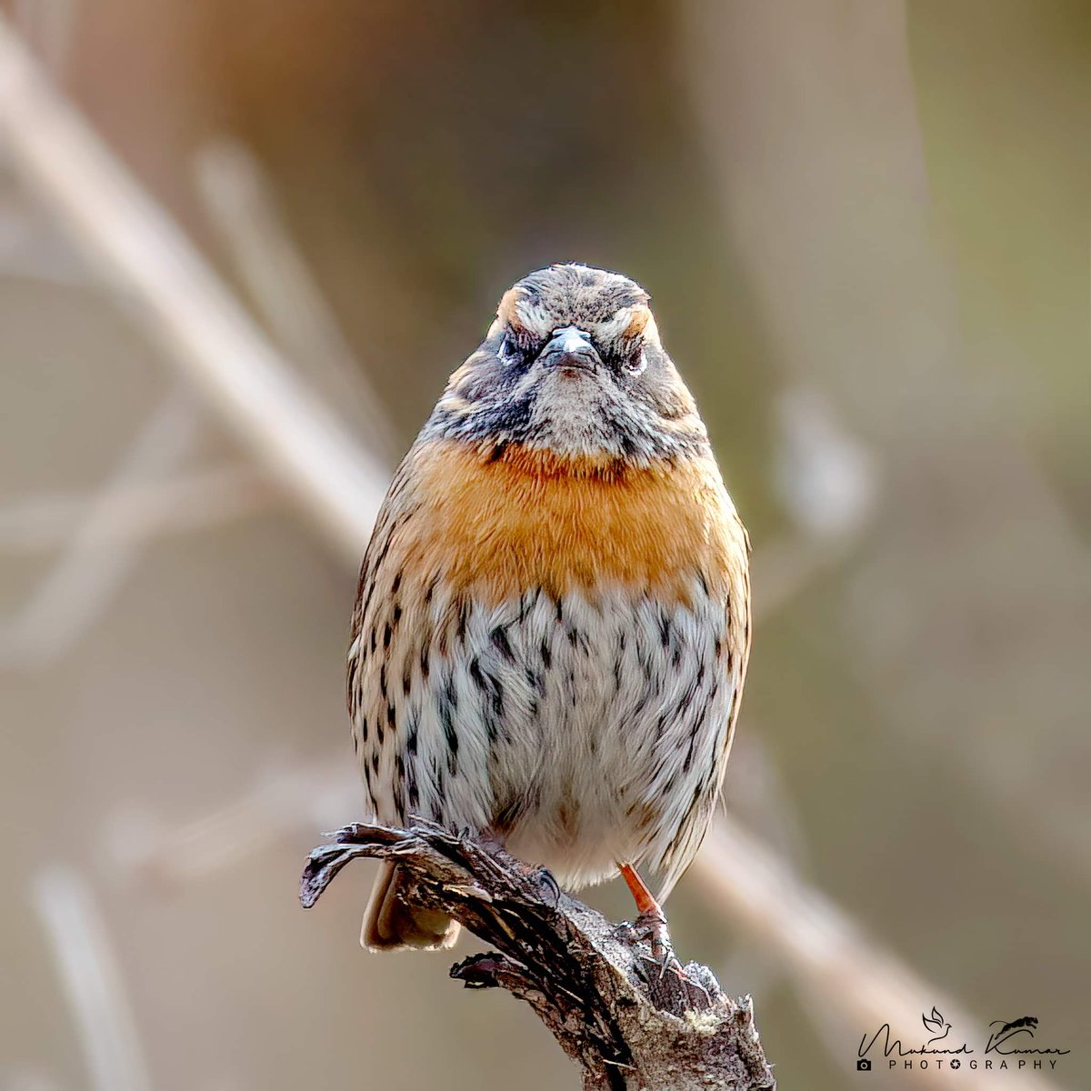 Rufous-breasted accentor. Jalna Almora, UK #IndiAves #natgeoindia #birds #BirdsOfTwitter #birding #NaturePhotograhpy