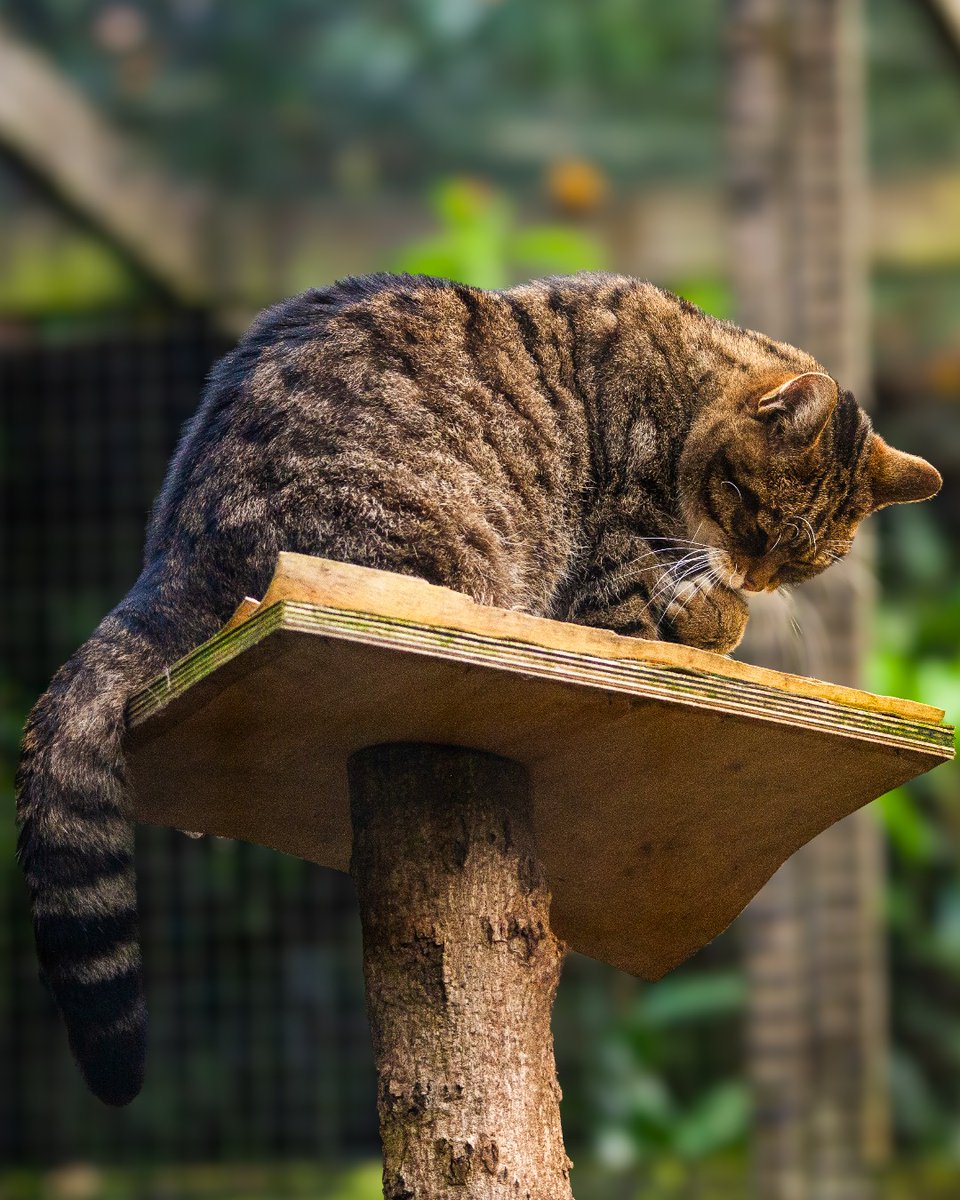 Nothing like a little self care on the weekends 🐈‍⬛

It's been another glorious Saturday at Wildwood Devon and the forecast is looking bright and sunny again tomorrow☀️

Round up the pack and head out for an adventure 😎

#wildwoodtrust #devon #eastdevon #otterystmary #exeter