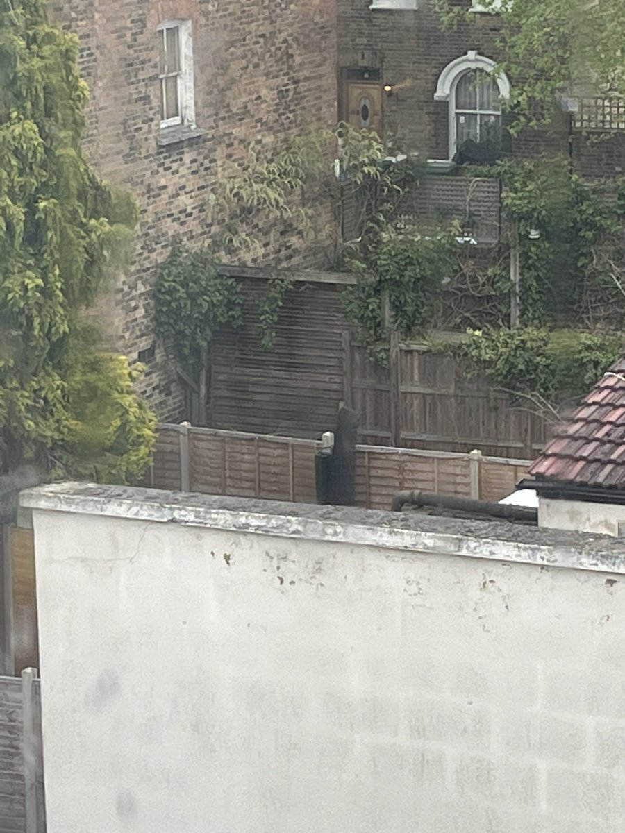 There’s this post in the neighbours with a black sheet and I always think it looks like Lord Voldemort peering over the fence