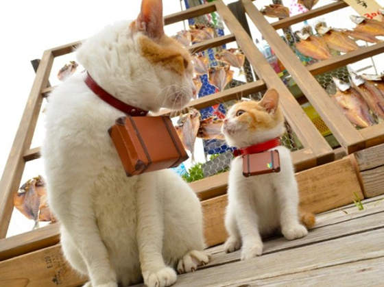 somewhere in a parallel world: - Daddy, why don't we ever take our human on trips? - Humans don't like to travel, they always stay at home next to their sofa and TV. Don't worry kid, the neighbour's cat looks after our human, feeds him... #photo: じゃらん on Youtube #Caturday