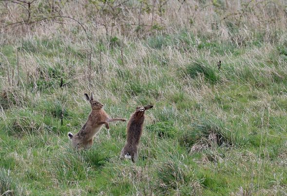 We've had some incredible boxing Hare activity on the reserve recently, look at them go! 🐇 📷 Will Scott