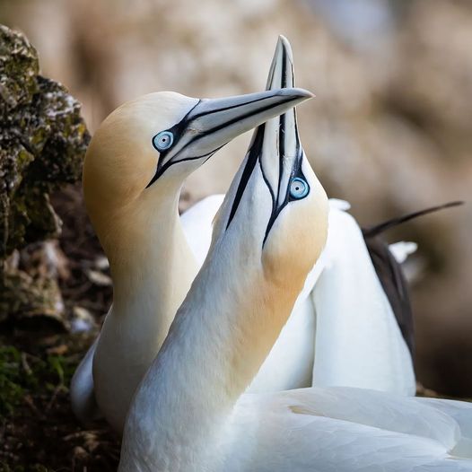We had to share this beautiful photograph of a pair of Gannets engaged in 'fencing' with their bills as part of their bonding behaviour! 🥰 Have you been lucky enough to spot this wonderful sight on the cliffs? 📷 Nick Proctor - Nick Proctor Photography