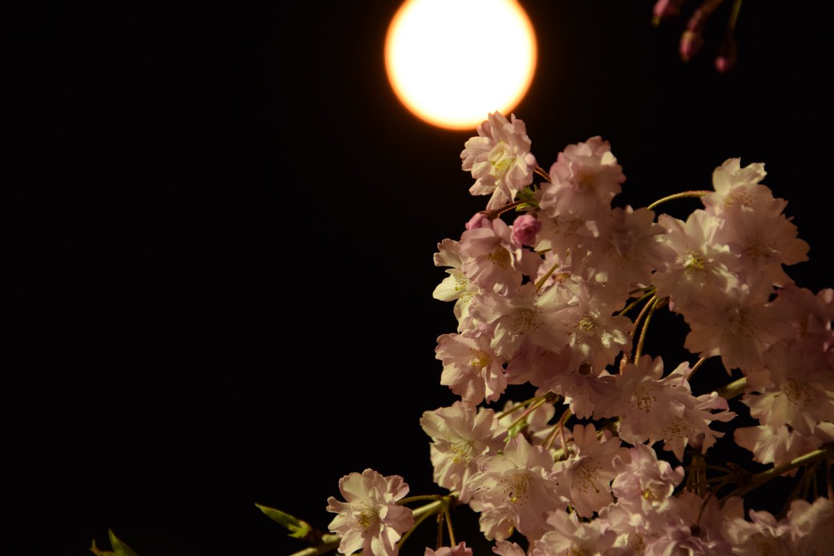夜桜 仙台西公園🌸🌸