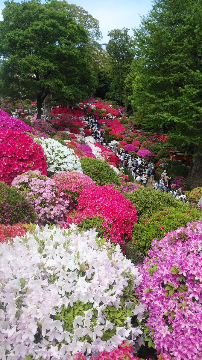 ssc_help's tweet photo. 根津神社の つつじまつりに行って来ました。
ある程度の混雑は想定はしてましたが、想定をかなり超えた人が来てました。40分は並びました。長蛇の列でした。
天候は午前中は晴れて、暑かったです。
つつじは、全体的に見頃でした。早咲き、中咲きがあって見頃になってるようです。 https://t.co/NPZvbRtCC7