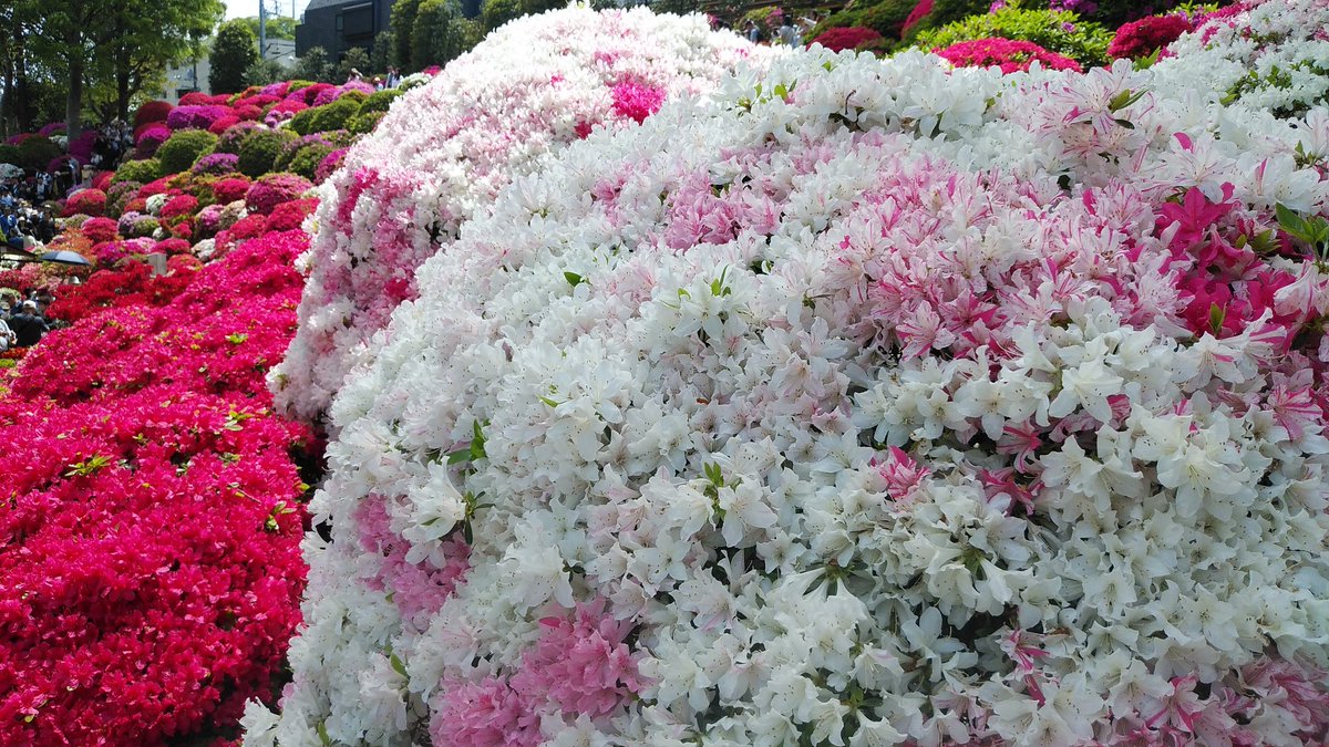 ssc_help's tweet photo. 根津神社の つつじまつりに行って来ました。
ある程度の混雑は想定はしてましたが、想定をかなり超えた人が来てました。40分は並びました。長蛇の列でした。
天候は午前中は晴れて、暑かったです。
つつじは、全体的に見頃でした。早咲き、中咲きがあって見頃になってるようです。 https://t.co/NPZvbRtCC7