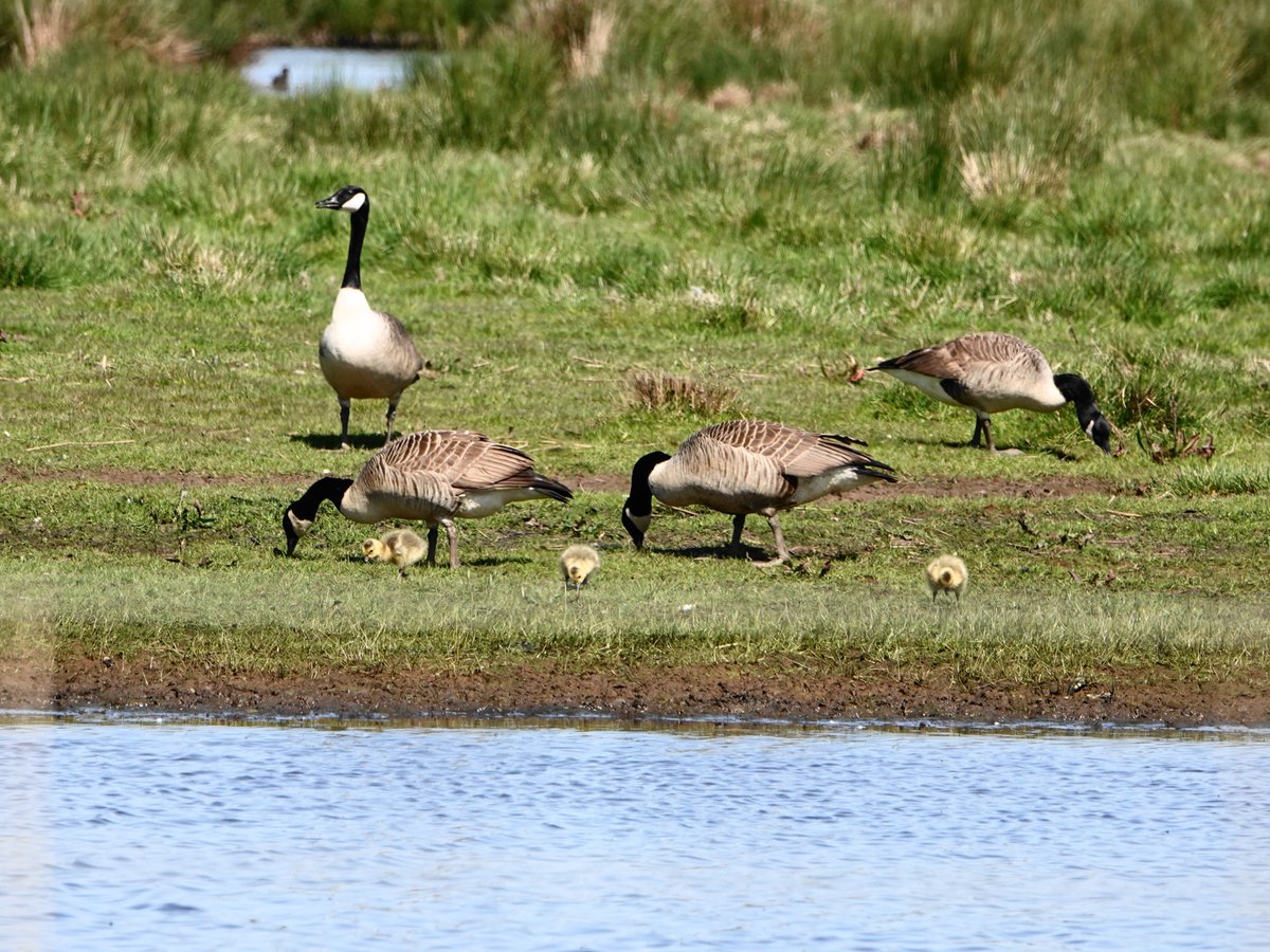 My first Hobby of the year seen hawking insects over the north side of #ExminsterMarsh midday and still there after doing a circuit via #Turf 2 hours later. Also seen and heard were 3 Sedge, 6+ Reed and 2 Cetti's Warblers, 3 Swallows and 3 Canada Goose goslings.