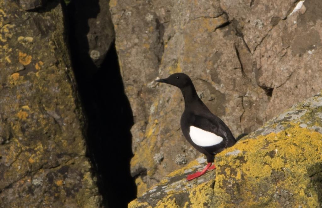 Staffa National Nature Reserve NTS (@staffants) on Twitter photo This morning our rangers were monitoring Staffa's black guillemots, also known as tysties. Happy to report we still have a healthy population of these endearing birds - love their big red clown feet! <a href="/N_T_S/">National Trust for Scotland</a> <a href="/TheSeabirdGroup/">The Seabird Group</a> <a href="/JNCC_UKseabirds/">Seabird Surveys</a> <a href="/smp_seabirds/">UK Seabird Monitoring Programme</a> @Ellingbry
📷Terry Ward This morning our rangers were monitoring Staffa's black guillemots, also known as tysties. Happy to report we still have a healthy population of these endearing birds - love their big red clown feet! <a href="/N_T_S/">National Trust for Scotland</a> <a href="/TheSeabirdGroup/">The Seabird Group</a> <a href="/JNCC_UKseabirds/">Seabird Surveys</a> <a href="/smp_seabirds/">UK Seabird Monitoring Programme</a> @Ellingbry
📷Terry Ward