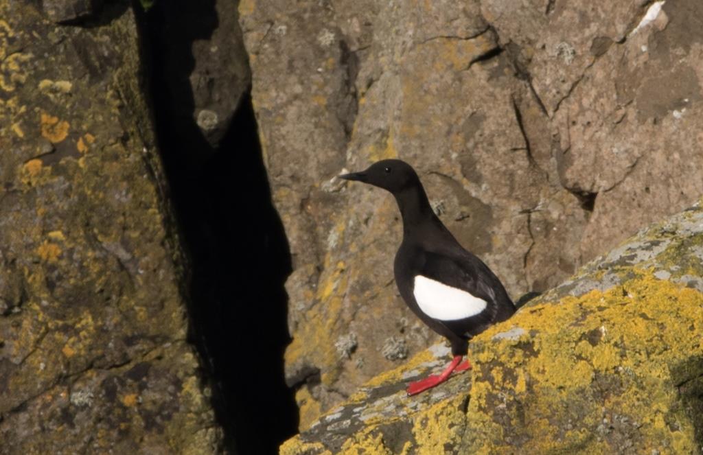 This morning our rangers were monitoring Staffa's black guillemots, also known as tysties. Happy to report we still have a healthy population of these endearing birds - love their big red clown feet! @N_T_S @TheSeabirdGroup @JNCC_UKseabirds @smp_seabirds @Ellingbry 📷Terry Ward