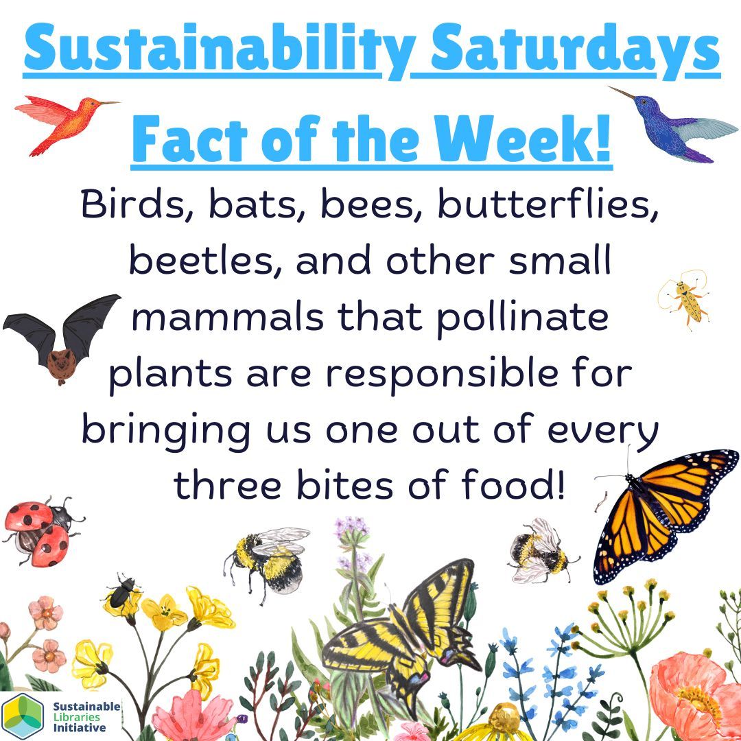 Sustainability Saturdays Fact of the Week! bit.ly/42LZn1k #cmorlibrary #sustainablelibrariesinititative #cmorsustainable #centermoriches Fact Source: pollinator.org/pollinators