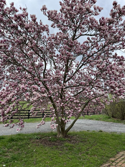 Spring has sprung! https://t.co/qgW0OwUboe<a href="/tag/blackandwhite"class="tags"><span>#blackandwhite</span></a><a href="/tag/perm"class="tags"><span>#perm</span></a>