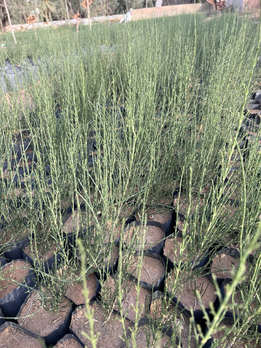 NurseryForest's tweet photo. تبي غضا ؟ أي عدد وأي طول ، وشتلات قوية لايردك إلا الواتساب اطلب اللي تبي 0534232963
#مبادرة_السعودية_الخضراء https://t.co/xiFj5vaw5Y