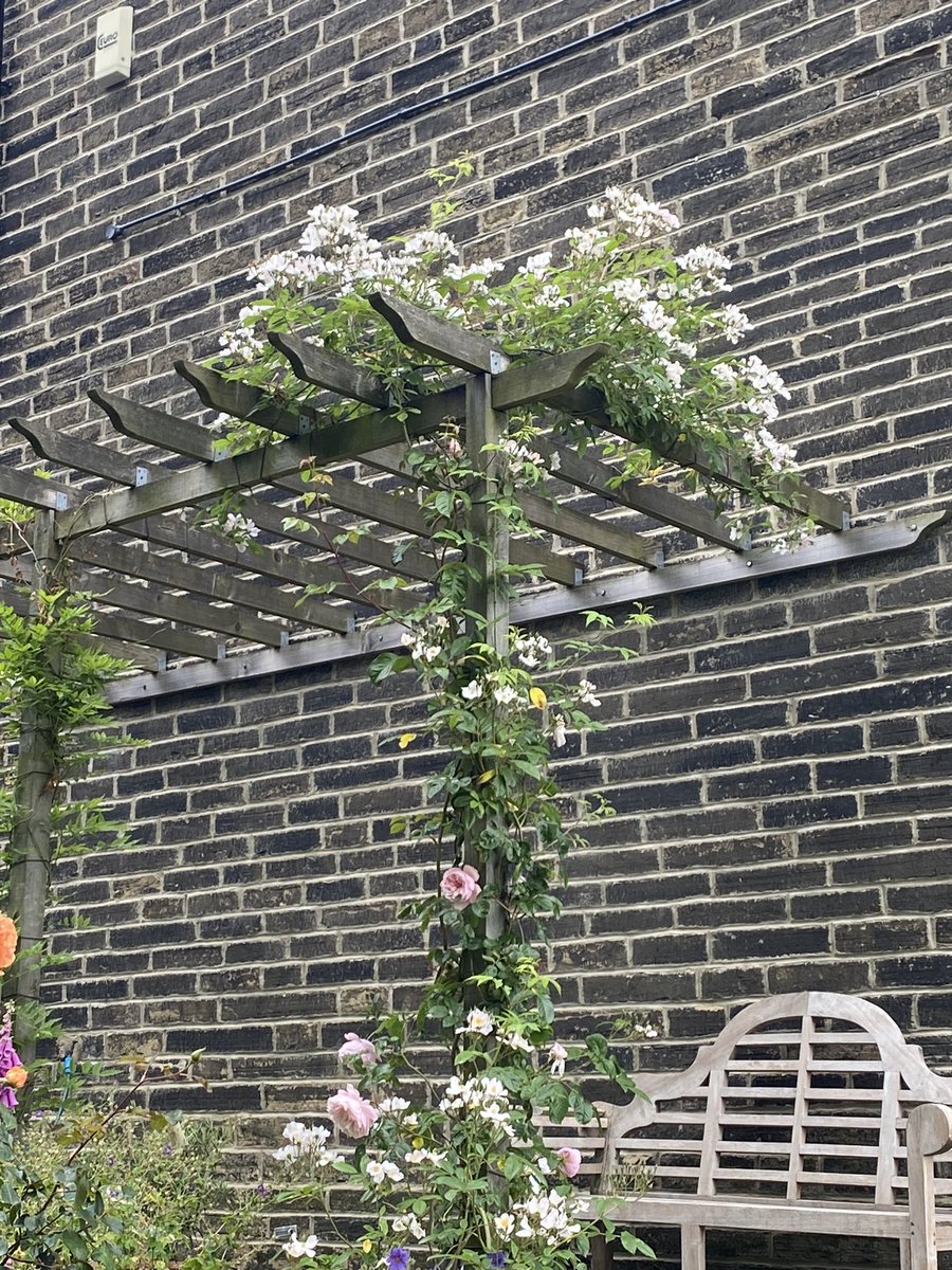 @bemorebob2 A pergola would look fantastc and provide shade eventually if planted well, maybe a bit more pricey. We did ours with Wickes shaped timbers.  Its attached to wall but you can do freestanding.  Rambler roses are fast growing, you could put a tarp up  for shade until they fill out