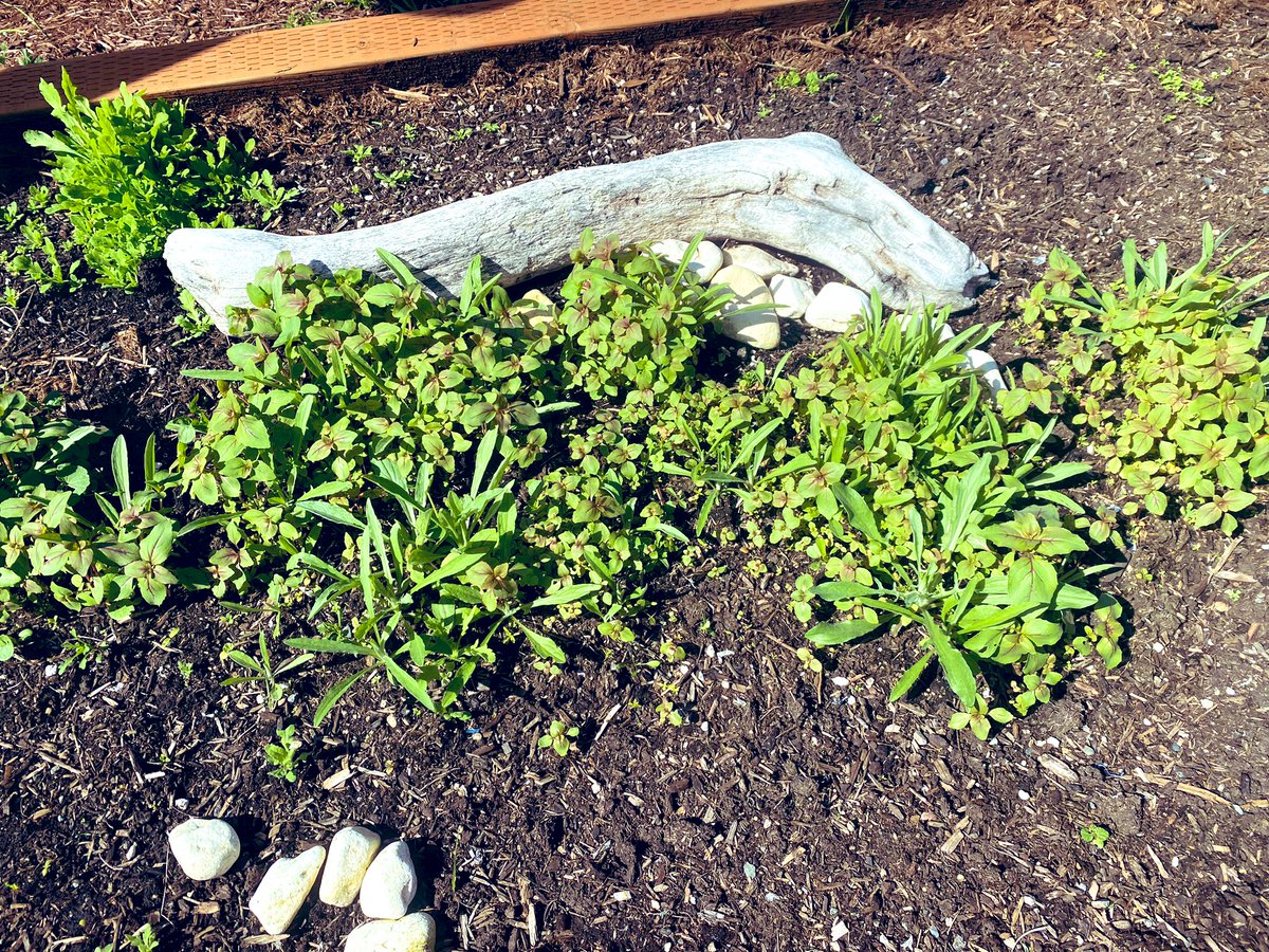 Native seeds awaken with the first warm days. Those that survived the birds and slugs are many. A pesticide free garden. Rocks and driftwood add protection from the elements. This will be an outburst of color. Standby! #nativeseeds #nativeplants #gardentips #nopesticides #garden