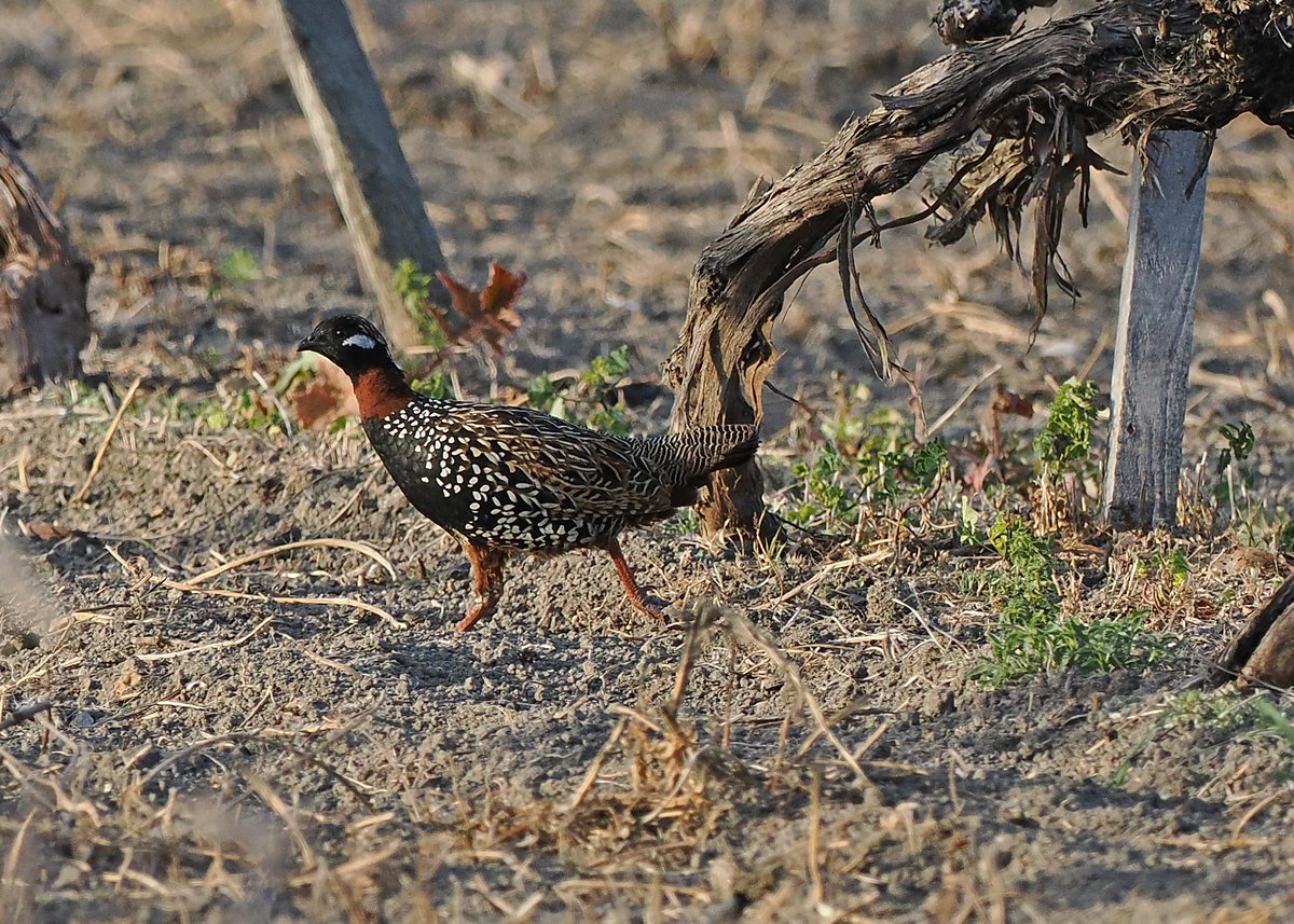 Gary Howard tweet media