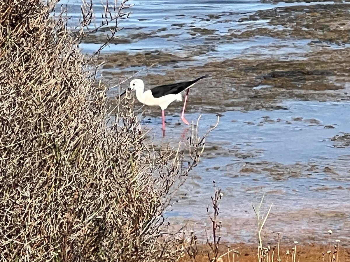Olimpiada Valenciana de Biología tweet media