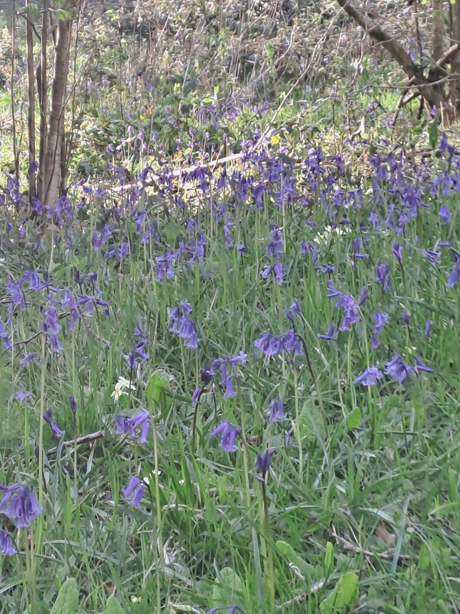 Blue bell wood on todays #dogwalk #n nature #spring