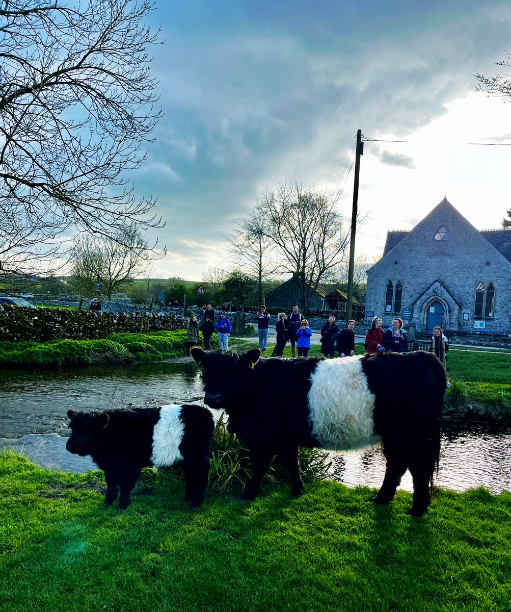 Escapees causing a stir in the village this evening. I had to leave the pub to retrieve them!