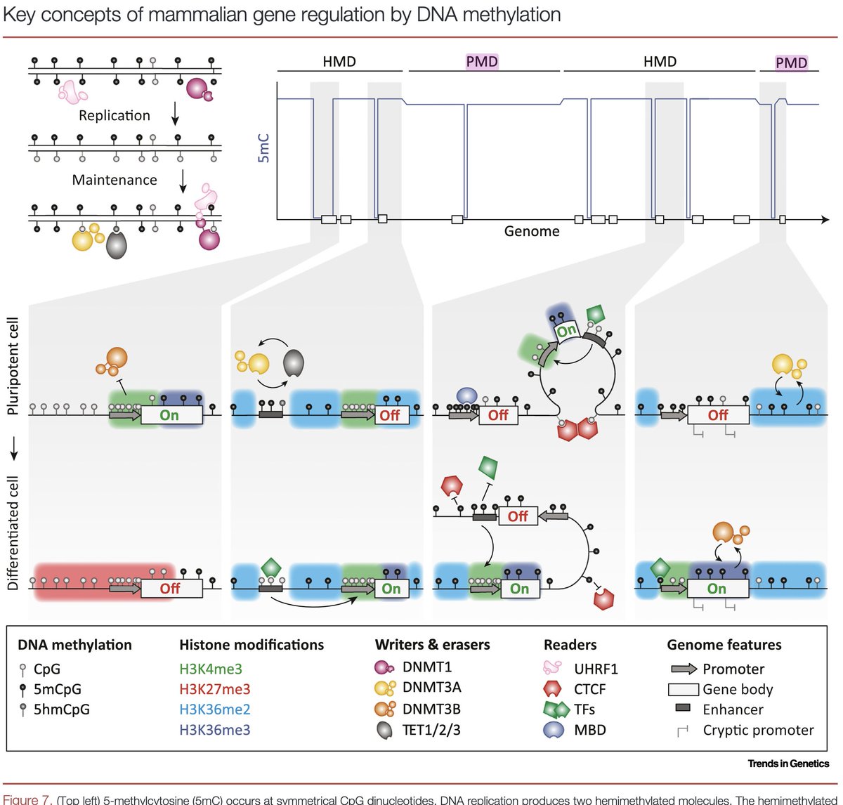 Mattei, Bailly, and Meissner provide an insightful review of CpG methylation in Trends in Genetics, tracing from its discovery in 1925 to current knowledge and outstanding questions. Originally a defense mechanism in bacteria against bacteriophages, DNA methylation has evolved