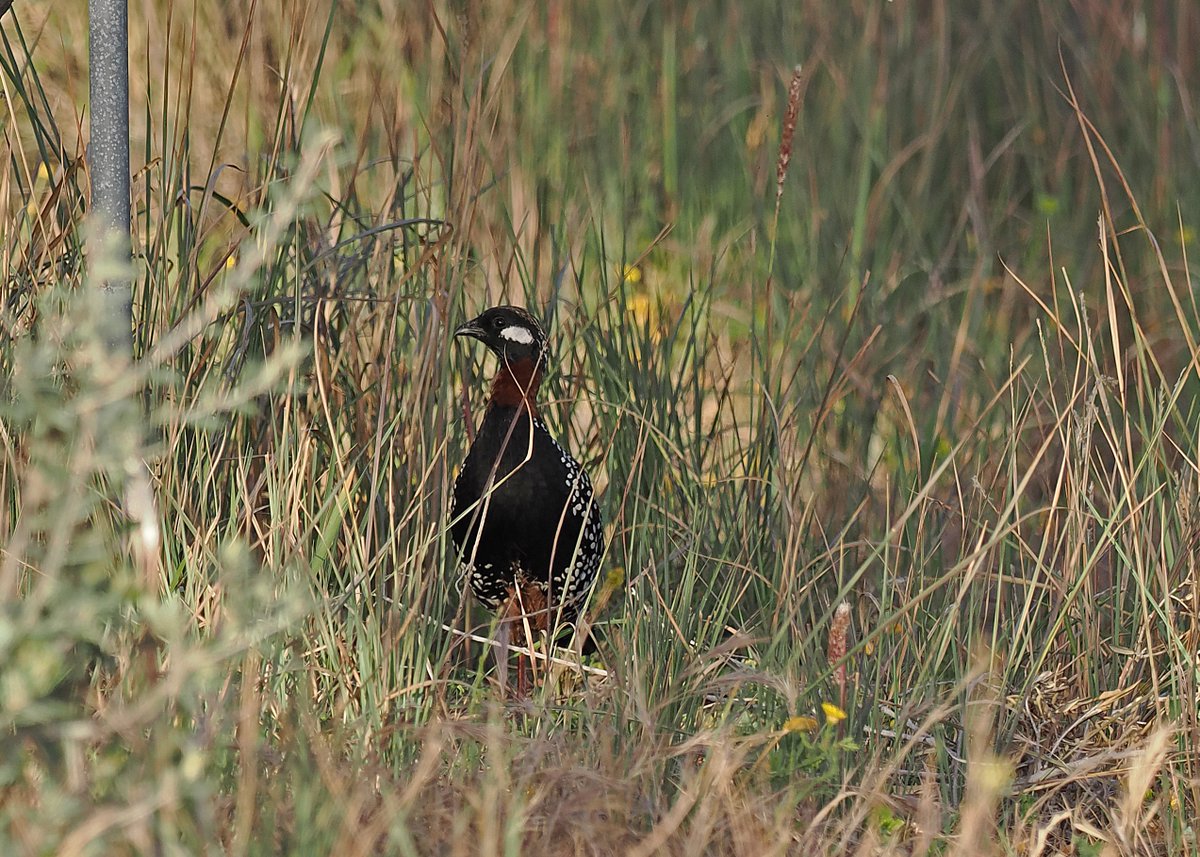 Gary Howard tweet media