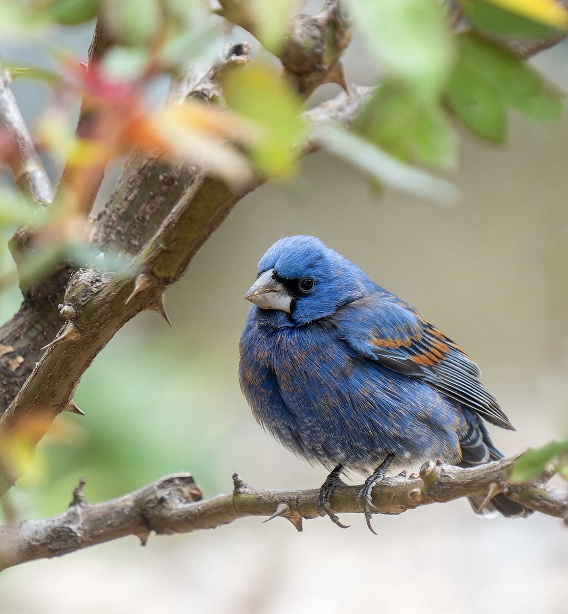 Roses are red, grosbeaks are blue. Blue Grosbeak in a rose bush in the East Village.🌹💙 #birds #birding #birdcpp