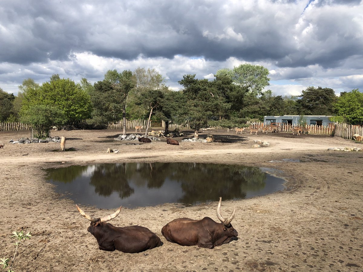 n1lske's tweet photo. #workation - what a place! 😍 
#BeekseBergenSafaripark https://t.co/aDTOSS5Le1