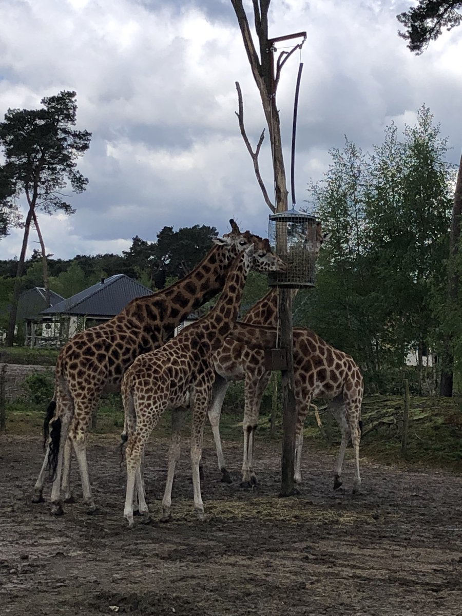 n1lske's tweet photo. #workation - what a place! 😍 
#BeekseBergenSafaripark https://t.co/aDTOSS5Le1