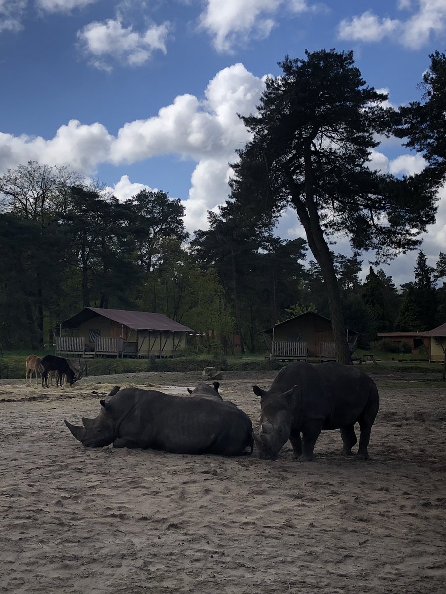n1lske's tweet photo. #workation - what a place! 😍 
#BeekseBergenSafaripark https://t.co/aDTOSS5Le1