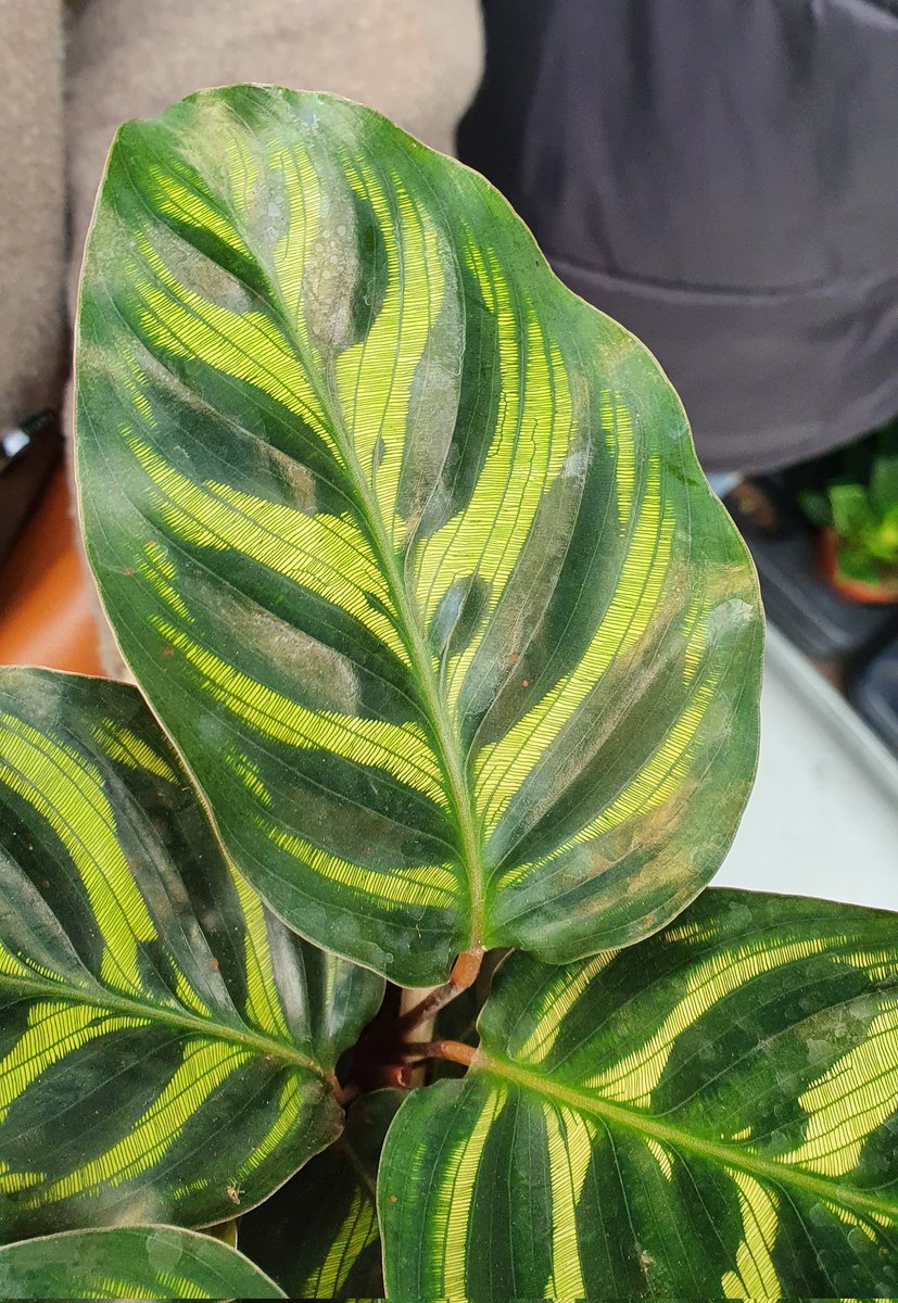 boksajak's tweet photo. Looks like this plant has broken alpha testing. #RTXOff https://t.co/24gfY1DIyb
