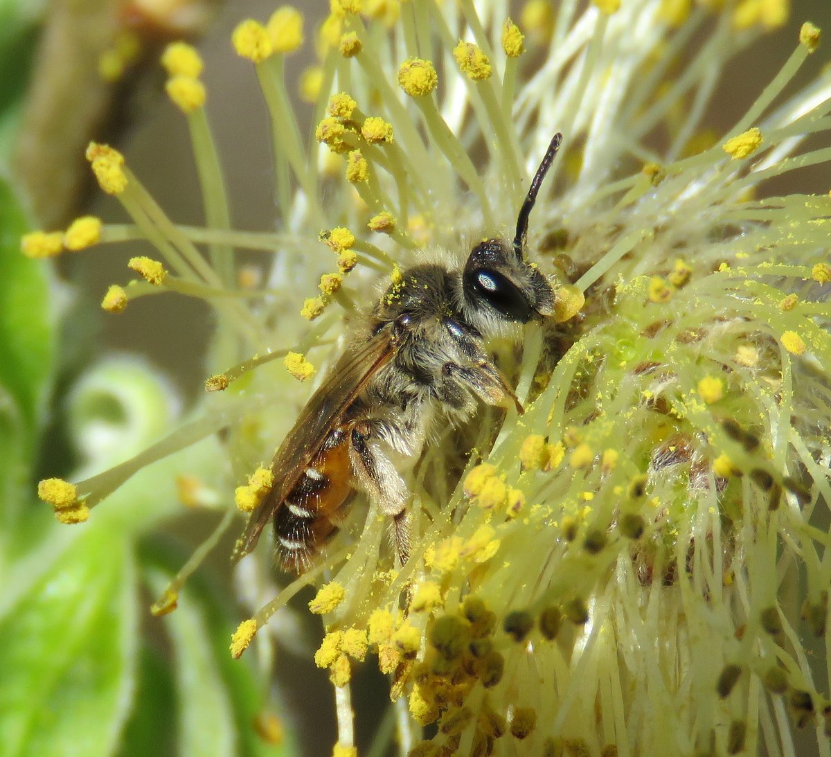 Andrena ventralis. Added to the British list from a site in Hampshire last year. One of six British Andrena's that gather pollen entirely from Salix. The combination of red underside to gaster and white tergite flecks makes it pretty easy to identify. Thanks @JWentomologist