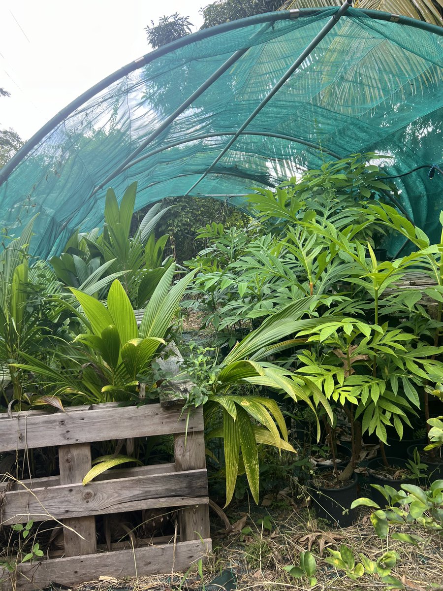 Mycho's tweet image. Mon parrain cultive des cocotiers et des arbres à pain en pot. Il les plantera ensuite sur un terrain. Pour lui, c'est sa manière de préparer l'avenir pour les autres. #locavore