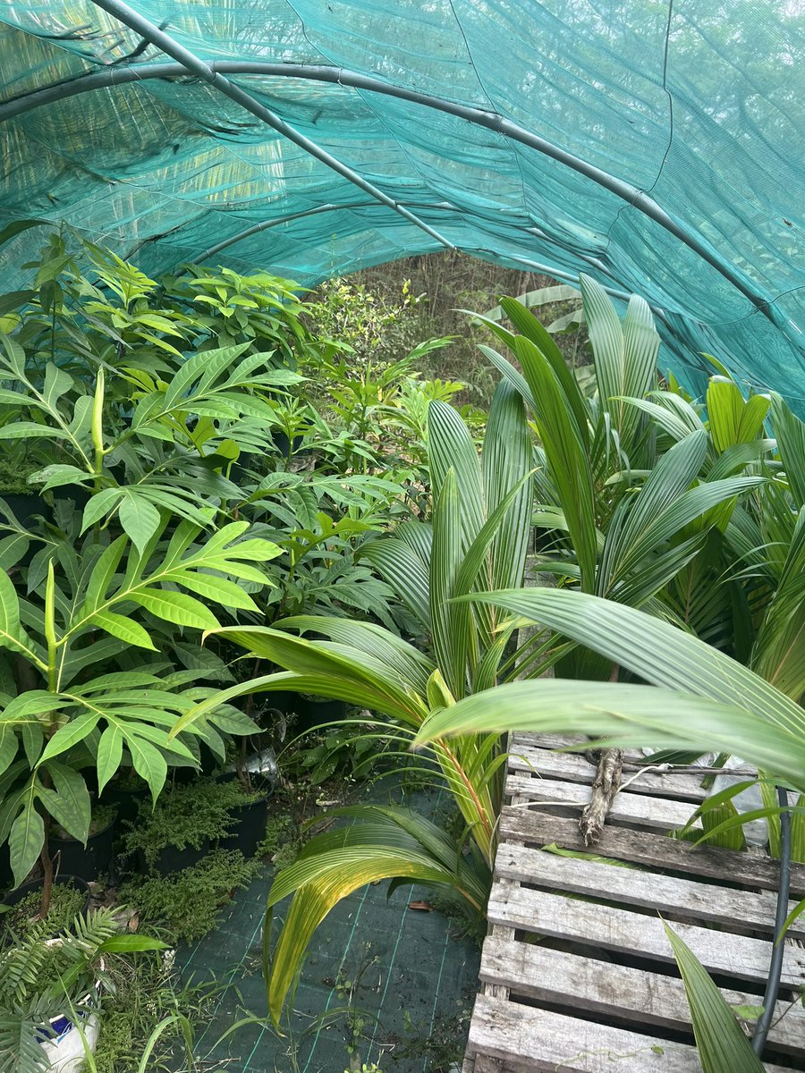 Mycho's tweet image. Mon parrain cultive des cocotiers et des arbres à pain en pot. Il les plantera ensuite sur un terrain. Pour lui, c'est sa manière de préparer l'avenir pour les autres. #locavore