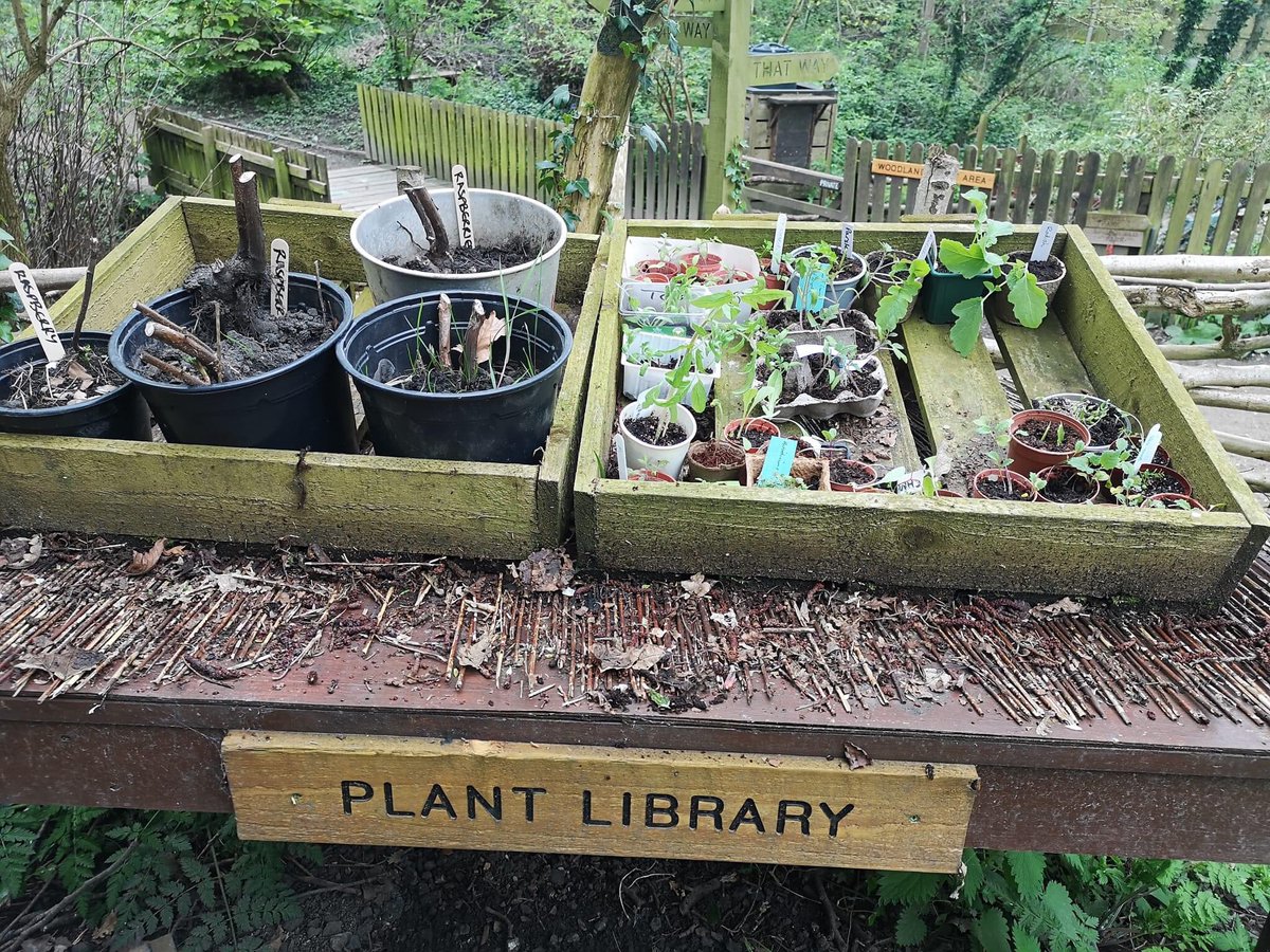 Thanks to all visited Incredible Edible Morley’s seed/plant swap! There's left over plants free at this table at Churwell Woods near the little free library. Currently there's raspberries, tomatoes, parsley, radish, sunflower, chard, lettuce, chilli & aubergine 💚