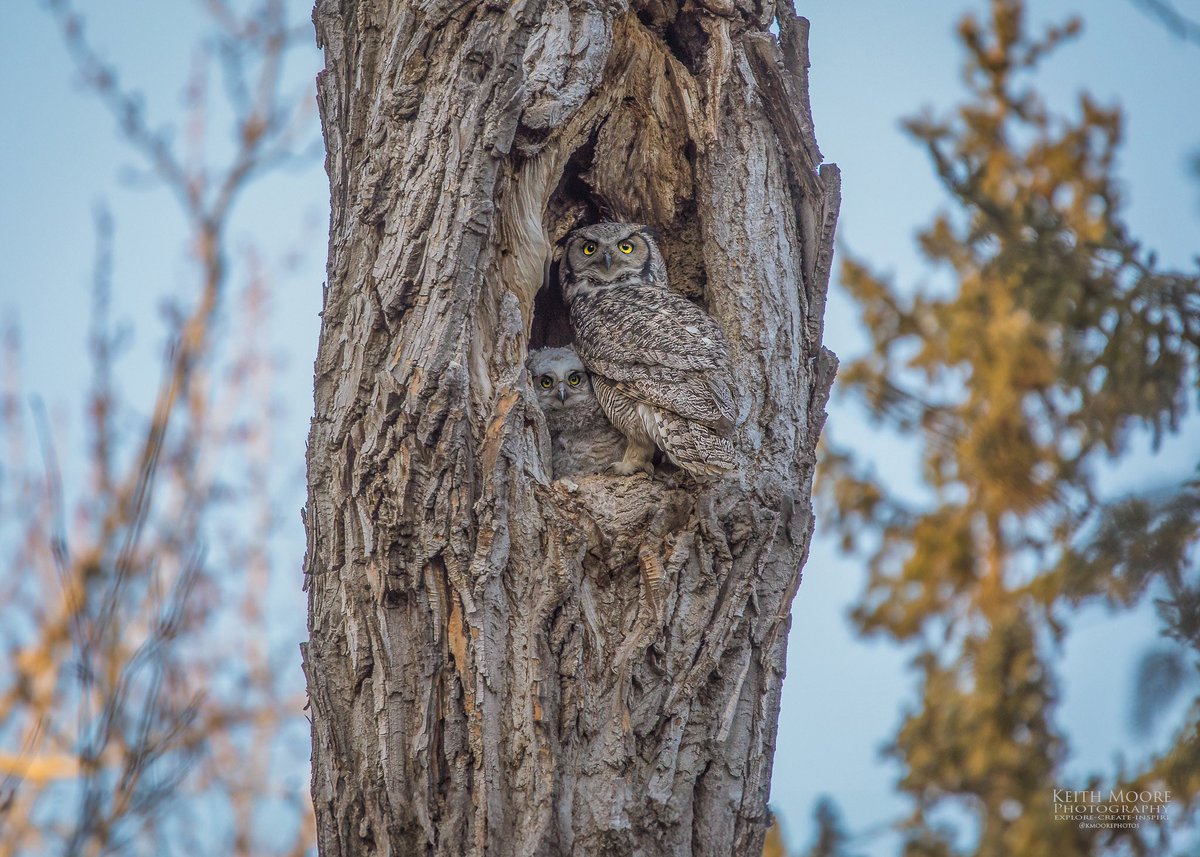 Went to check out the owlets yesterday evening & momma flew into the nest as one of her babies was standing near the opening. It was pretty cool to see this happen!! Momma & one of her little ones posing for a photo!! #yeg #owls #photography