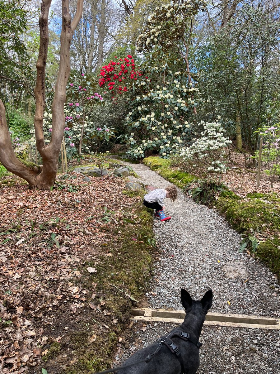 WdcLocal's tweet image. Lovely afternoon at Glenarn, so peaceful and colourful.