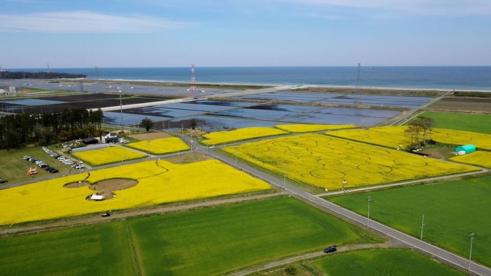 kekoporin's tweet photo. 福島県南相馬市「なの花めいろ」がいよいよ始まりました✨
一面なの花！なの花！なの花！

一言で言い表すなら、
「楽しすぎやろ！」😆

#なの花めいろ南相馬
#福興浜団
#南相馬 https://t.co/JmZcK1xvnc